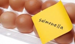 جمع‌آوری میلیون‌ها تخم‌مرغ‌ آلوده به باکتری سالمونلا در آمریک