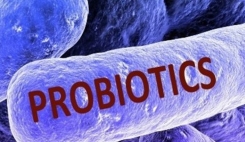 پروبیوتیک‌ها بدن را در برابر استرس ایمن می‌کنند