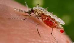 اولین داروی مالاریا پس از ۶۰ سال تایید شد