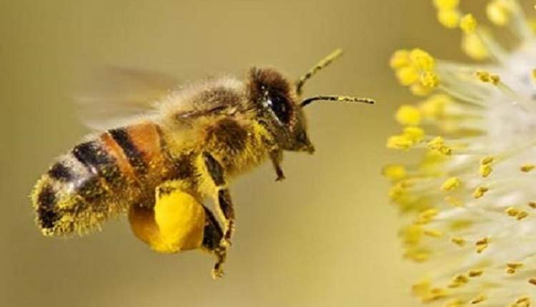 تسکین علائم اگزما با زهر زنبورعسل ممکن شد