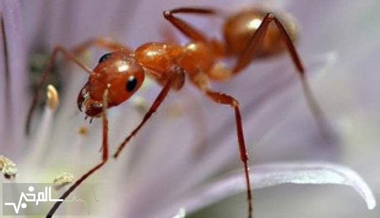 مورچه‌ها ناقل کرم کبدی خطرناکی هستند