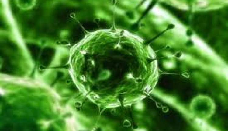خطر شیوع ویروسی مسری‌تر از زیکا