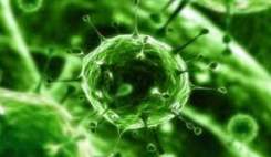 خطر شیوع ویروسی مسری‌تر از زیکا