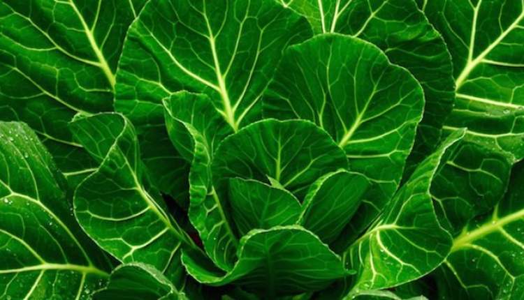 ارتباط مصرف سبزیجات پهن برگ با کاهش روند زوال شناختی