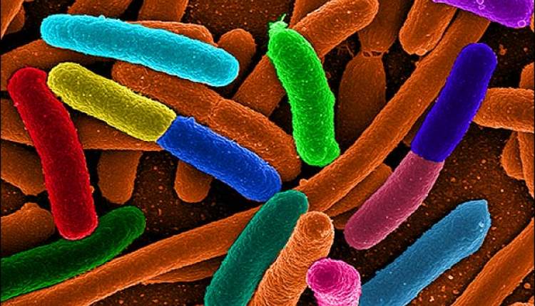 شناسایی باکتری ها در بدن طی چند دقیقه