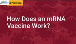 واکسن MRNA کرونا چگونه کار می‌کند؟