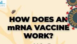 واکسن کرونا MRNA چگونه عمل می‌کند؟  <img src="/images/video_icon.gif" width="16" height="13" border="0" align="top">