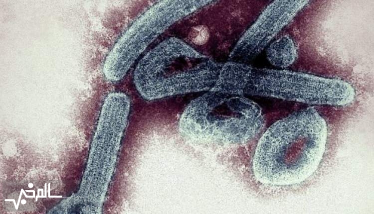 ویروس ماربورگ قادر است فرد مبتلا را در ۳ روز بکشد