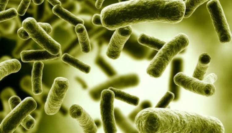 شایع ترین باکتری در روده انسان با کم خونی مقابله می کند