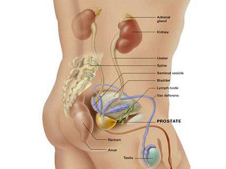پروستات چیست ؟