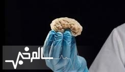 مغز انسان ۱۲ ساعت در آزمایشگاه زنده ماند