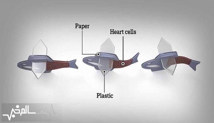ساخت ربوماهی زنده از سلول‌های قلب انسان