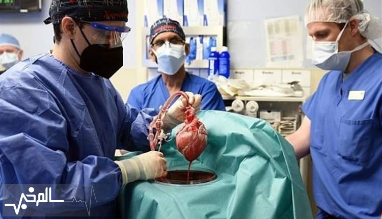 پیوند قلب خوک به انسان می تواند جهشی در علم پیوند عضو باشد