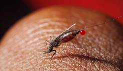 ۲۷ مورد مالاریا در شهرستان مرزی راسک سیستان و بلوچستان ثبت شد