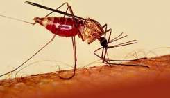 ایران در آستانه دریافت گواهی حذف مالاریا از سازمان جهانی بهداشت