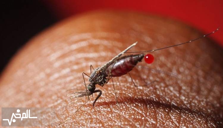 شمار مبتلایان مالاریا در سیستان و بلوچستان به ۱۱۶۹ نفر رسید