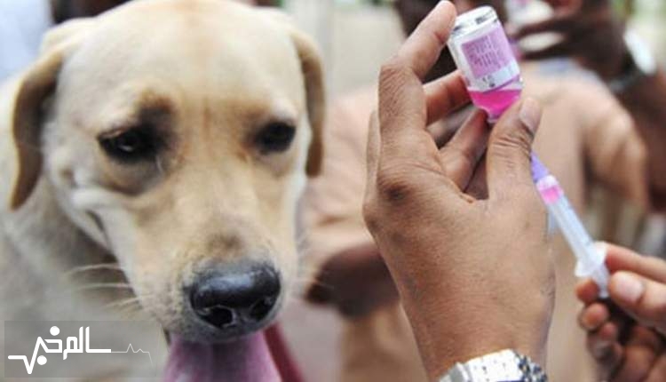 تجویز داروی ضدانگل برای سگ‌های خانگی الزامی است
