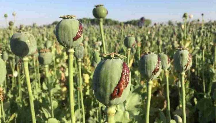 ایران باید به کشت قانونی خشخاش برای نیازهای دارویی بازگردد