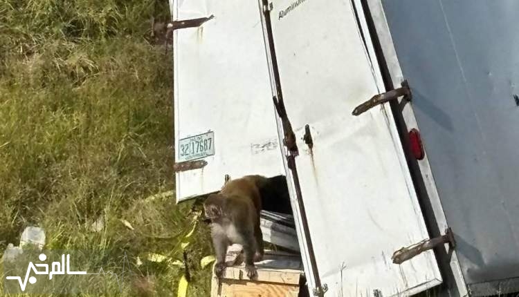 واژگونی کامیون حامل میمونهای مبتلا به ویروسهای خطرناک در آمریکا واژگونی کامیون حامل میمونهای مبتلا به ویروسهای خطرناک در آمریکا