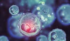 دور زدن قانون IVF؛ زوج‌های بریتانیایی برای انتخاب بهترین جنین داده‌های ژنتیکی را به آمریکا می‌فرستند