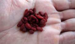 مصرف رنگ قرمز خوراکی E120 مجوز گرفت