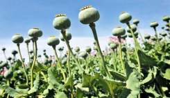 تماد کاش شقایق الیفرا را از بهار سال آینده آغاز می‌کند